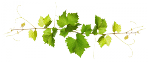feuilles de vignes Domaine de Gabachou