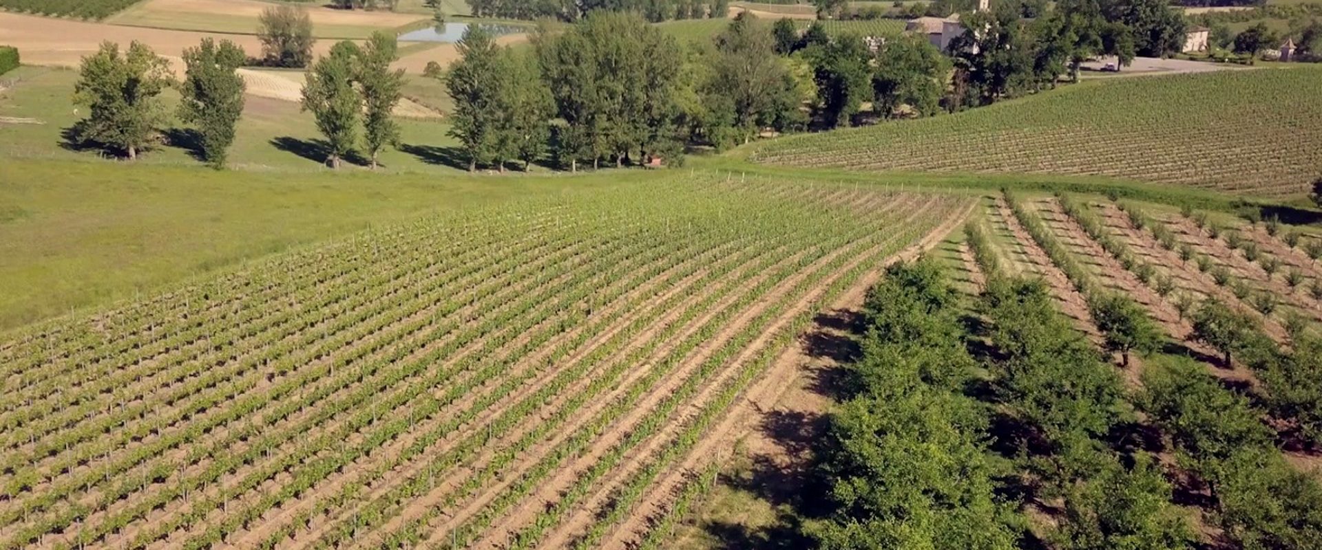 vignoble AOC Coteaux du Quercy du Domaine de Guillau