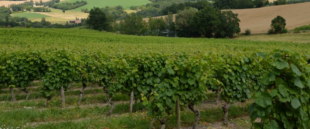 vignes du domaine de foussal