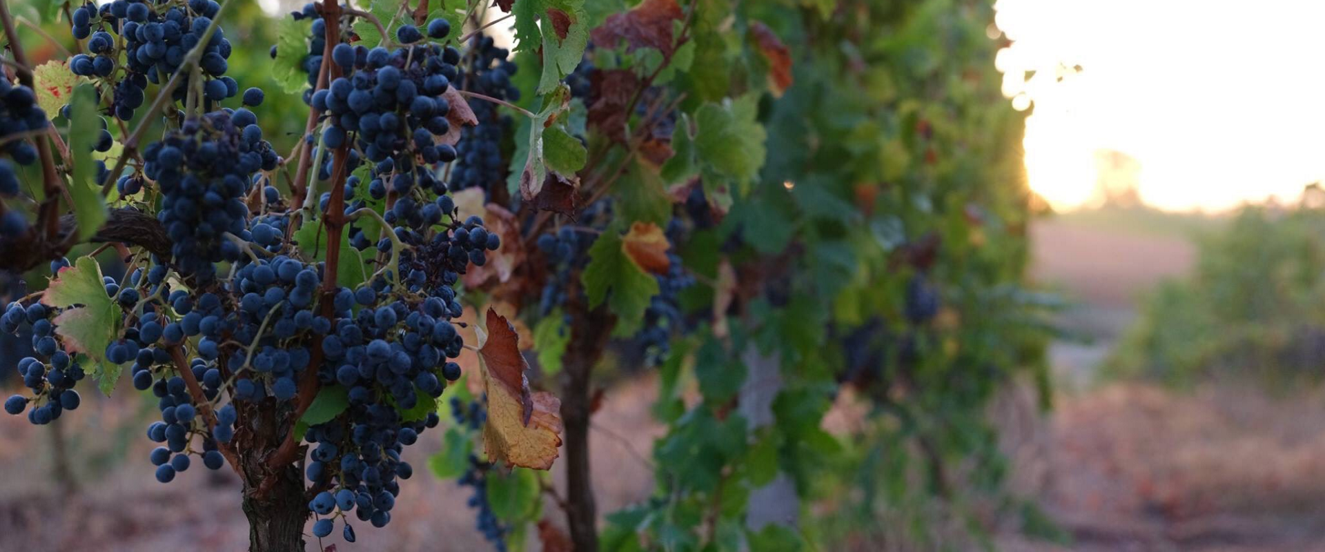 Vignes du Domaine de Revel