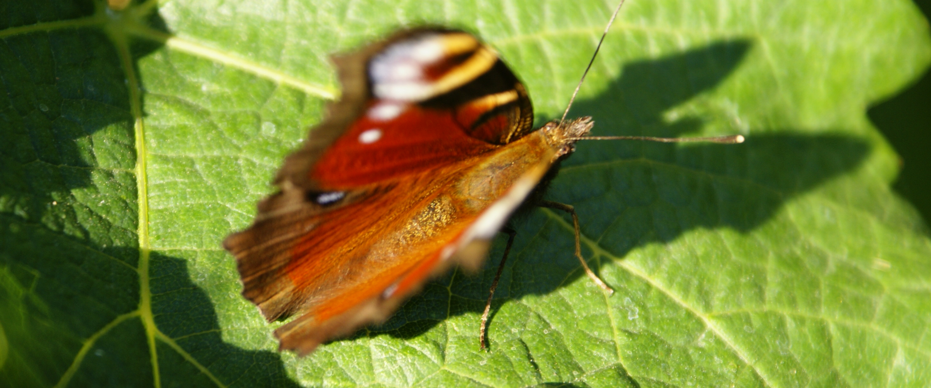 le papillon l'emblême du Domaine de Revel